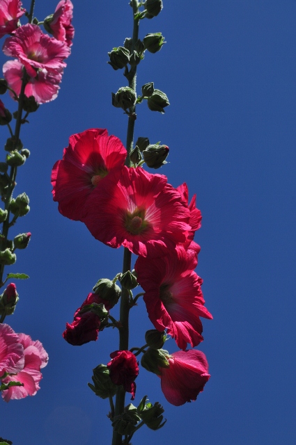 Hollyhock